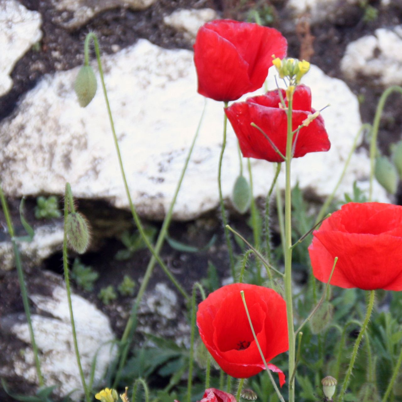 erfahrungsberichte-freiwilligenarbeit-portugal-wolfsschutz-blumen-robert-natucate