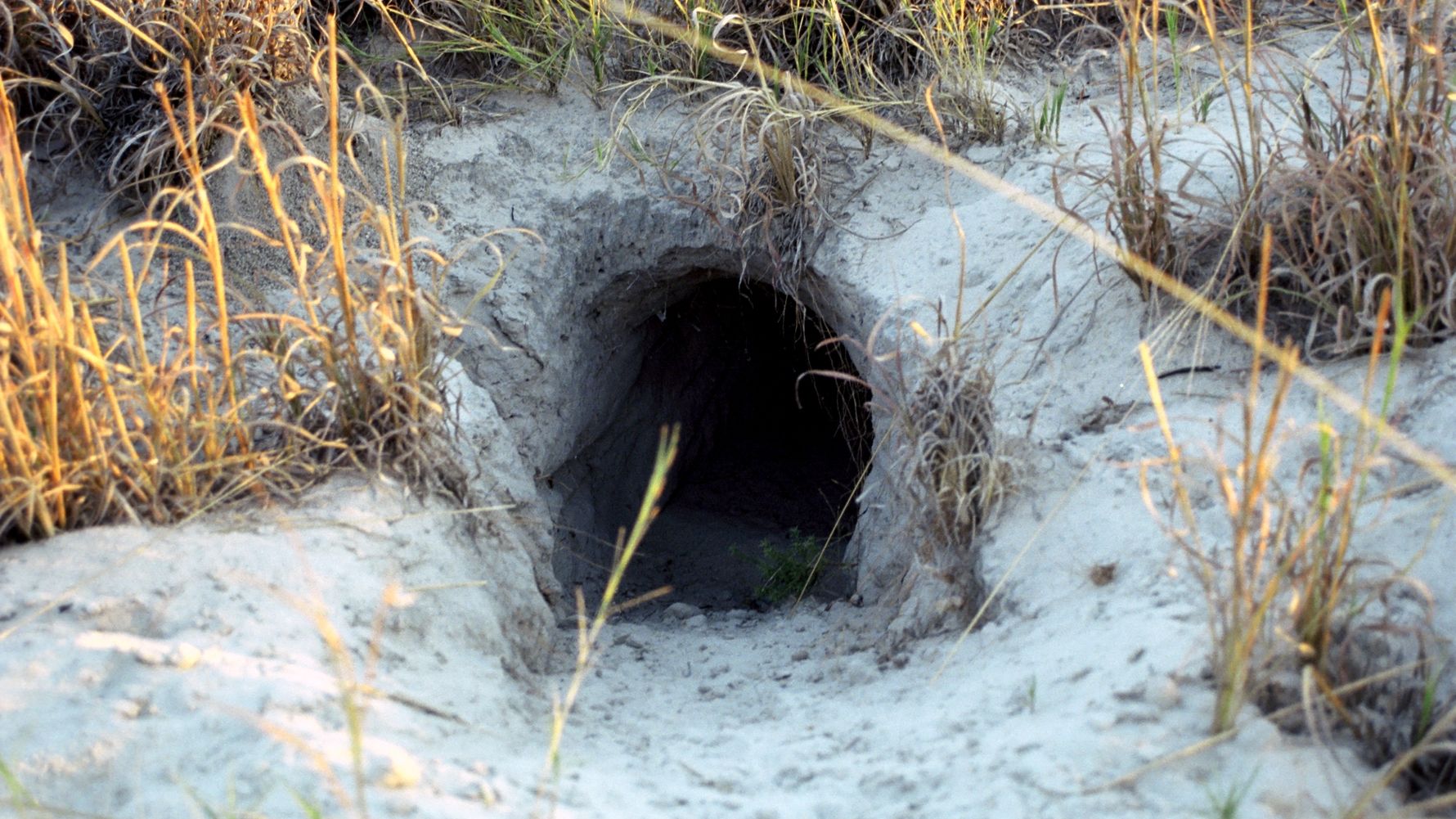 blog-erdferkel-wissen-aardvark-hoehle-graben-natucate