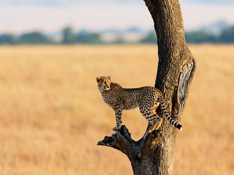 blog_geparden_scentmarking