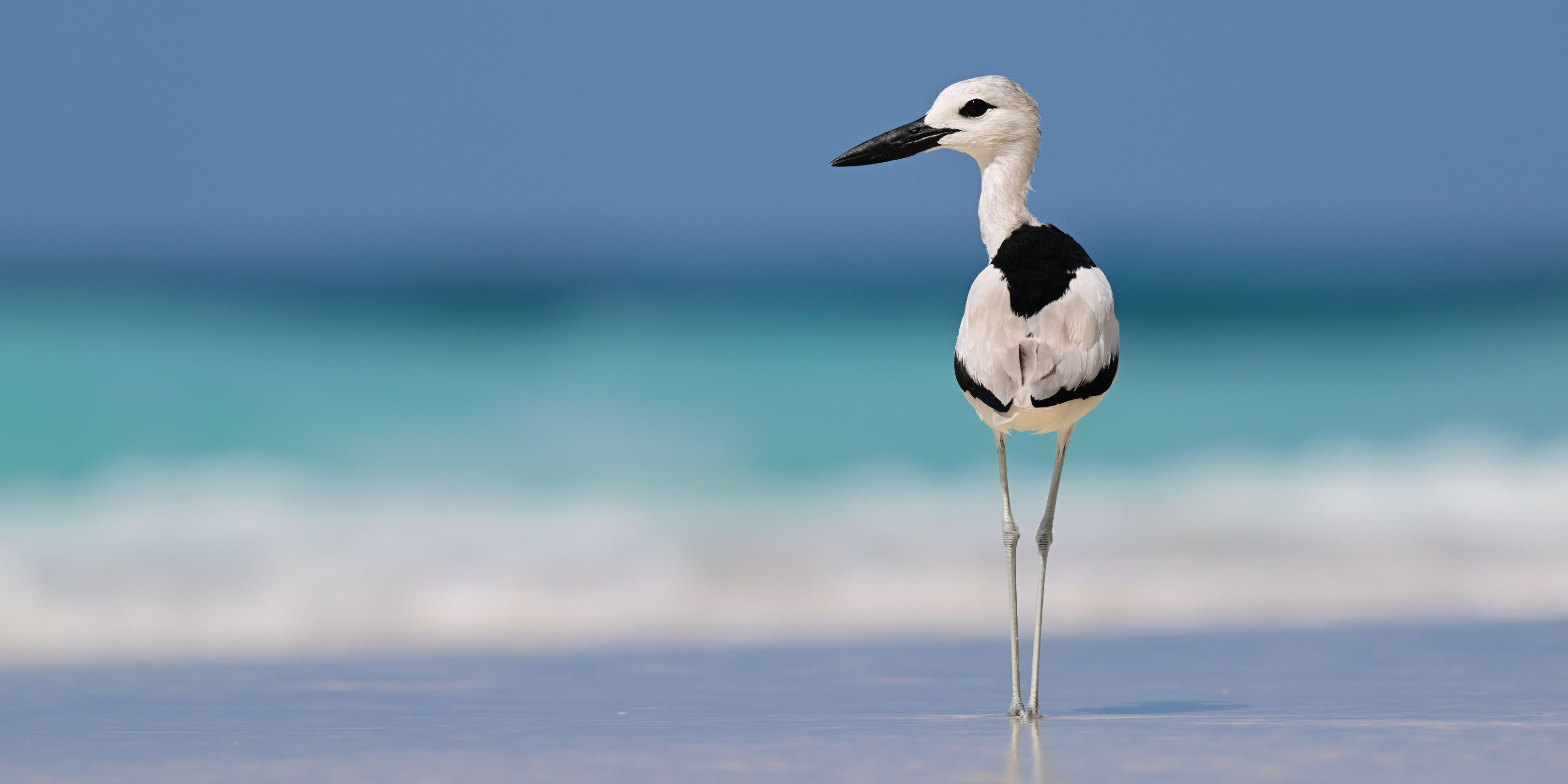 volunteering-north-island-seychelles-birdlife-jaana