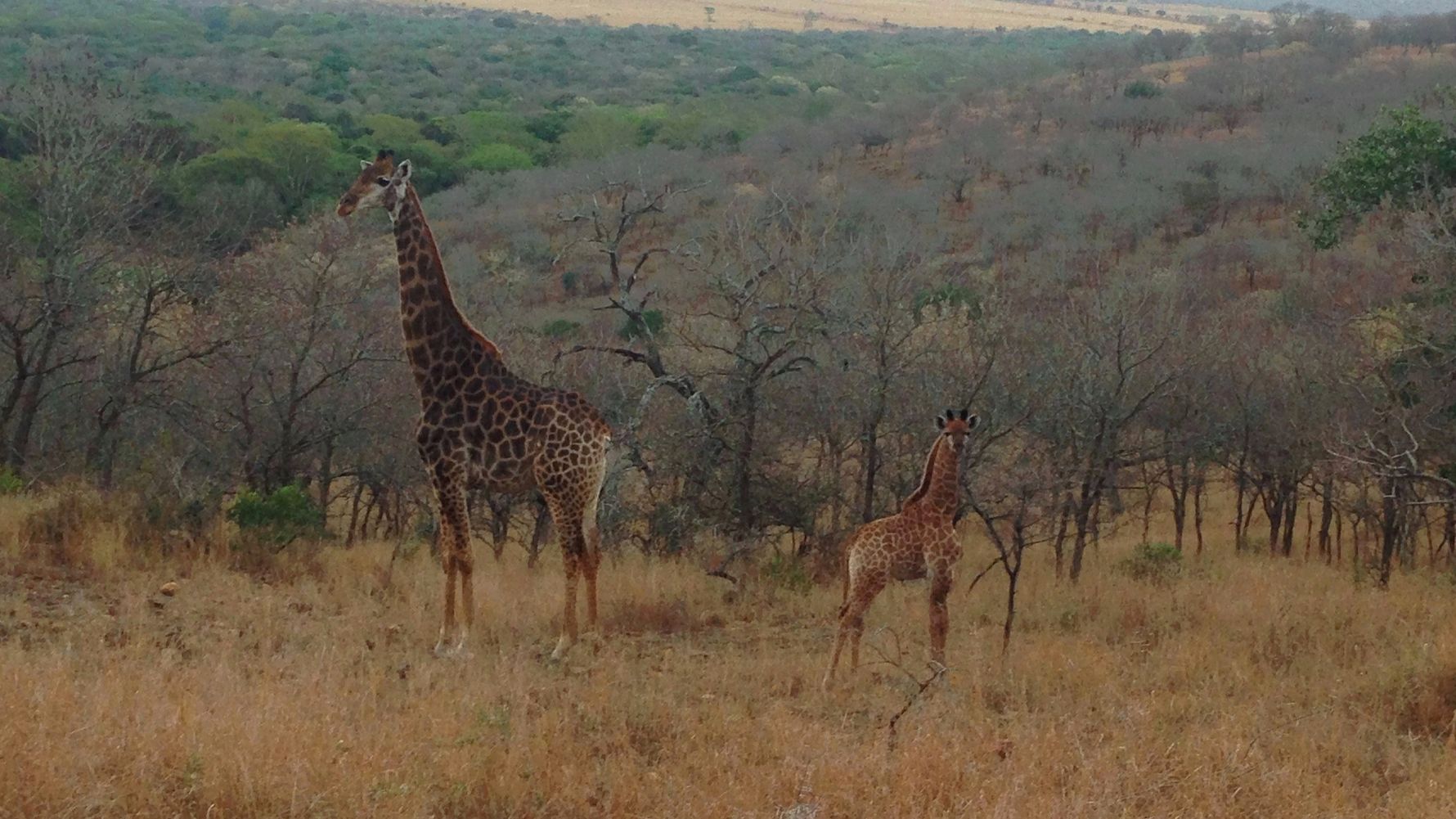 freiwilligenarbeit-suedafrika-erfahrungsbericht-kundenfotos-artenschutz-giraffen-natucate