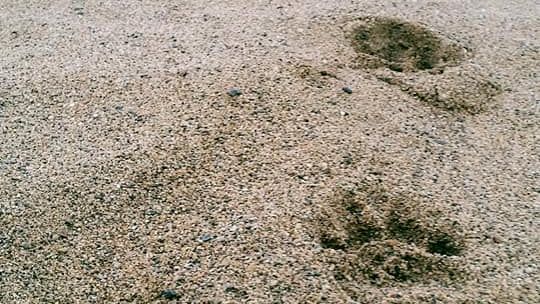 erfahrungsberichte-suedliches-afrika-pfg-rangerausbildung-kundenfotos-spuren-natucate