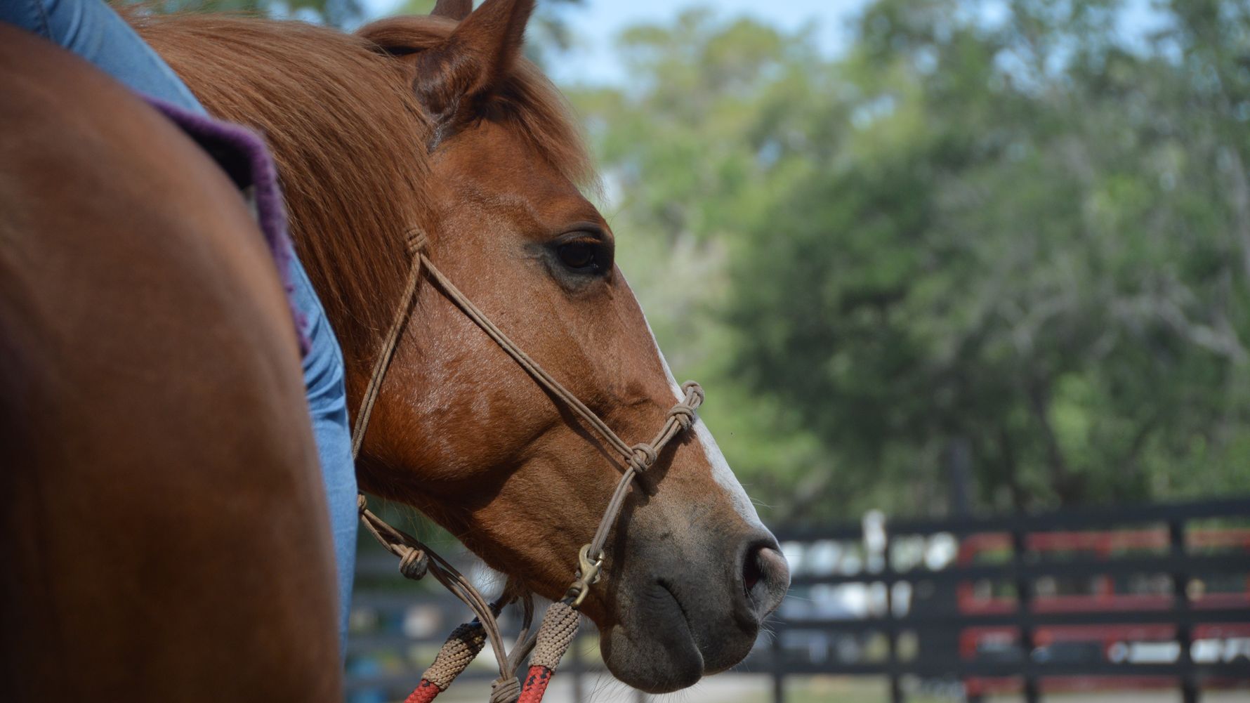 Freiwilligenarbeit: Ein Volunteer sitzt auf einem Pferd