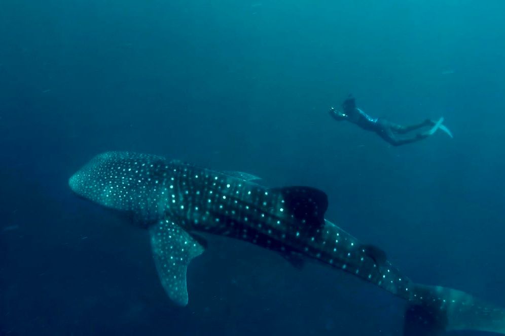 Ein Taucher taucht zusammen mit einem Walhai auf den Malediven und macht Fotos