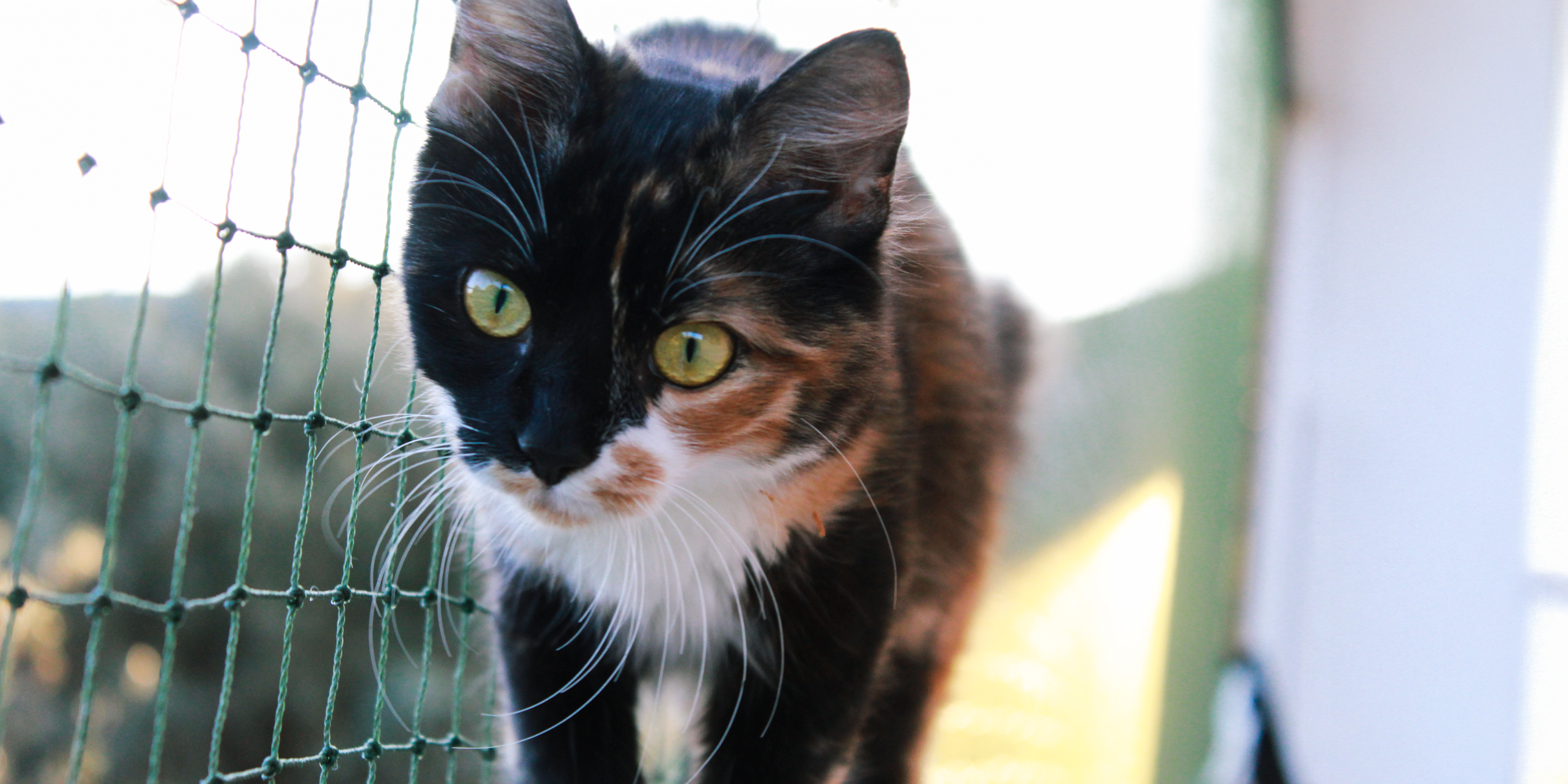 freiwilligenarbeit-griechenland-tierschutz-katze-netz