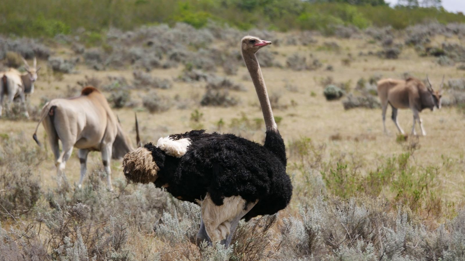reiseinformationen-suedafrika-mossel-bay-emu