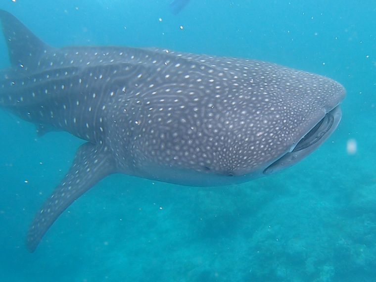 artenschutz-walhaie-malediven