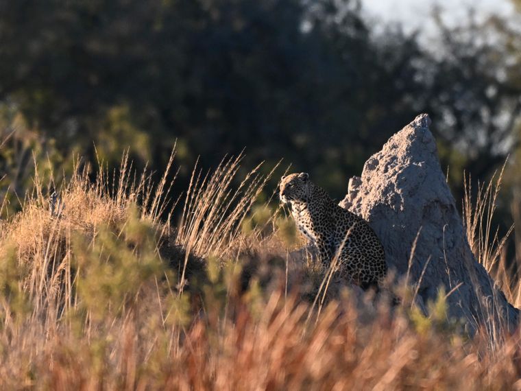 natucate-blog-ratgeber-camp-kwapa-leopard