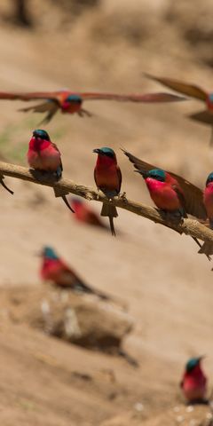 Ein Schwarm von Scharlachspinten sitzt auf einem Ast