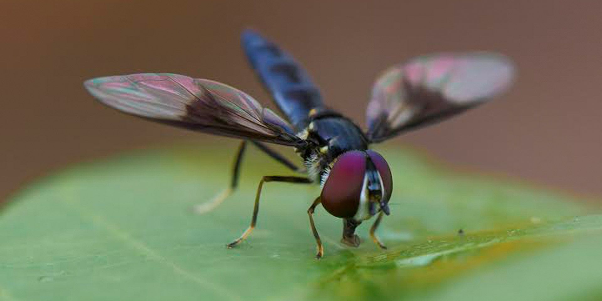 Eine Libelle auf einem Blatt im peruanischen Regenwald