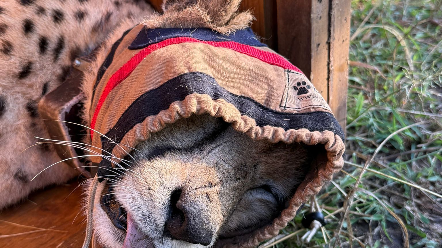 Cheetah numbed