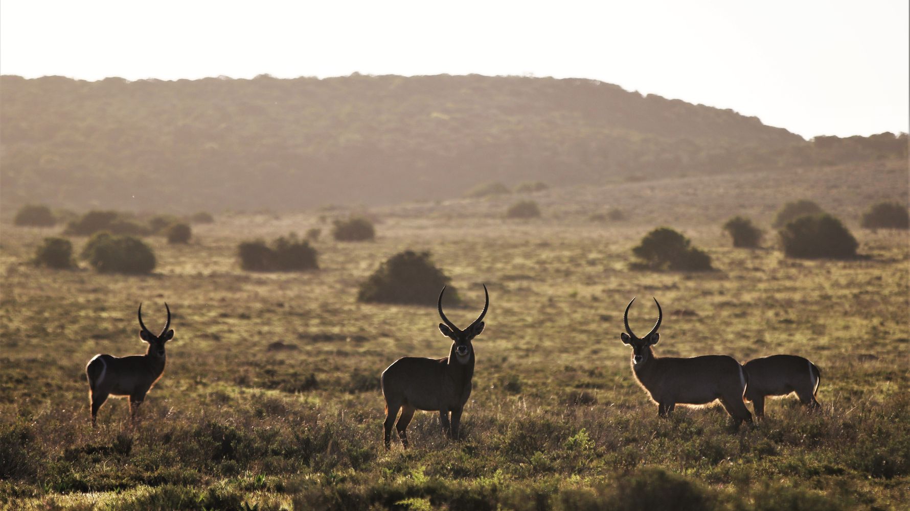blog-ratgeber-suedafrika-ostkap-antilopen-natucate