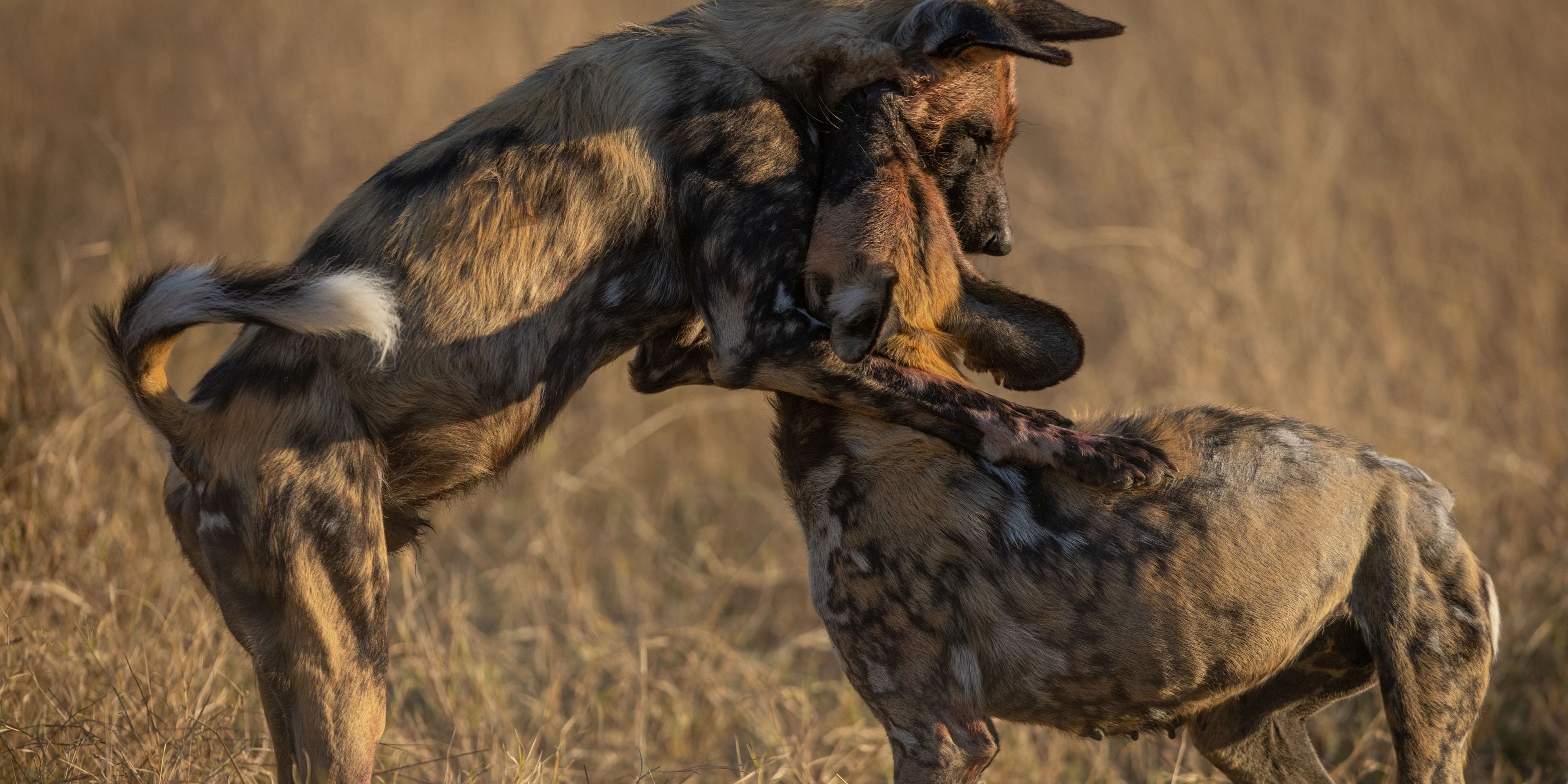 Zwei Wildhunde am spielen