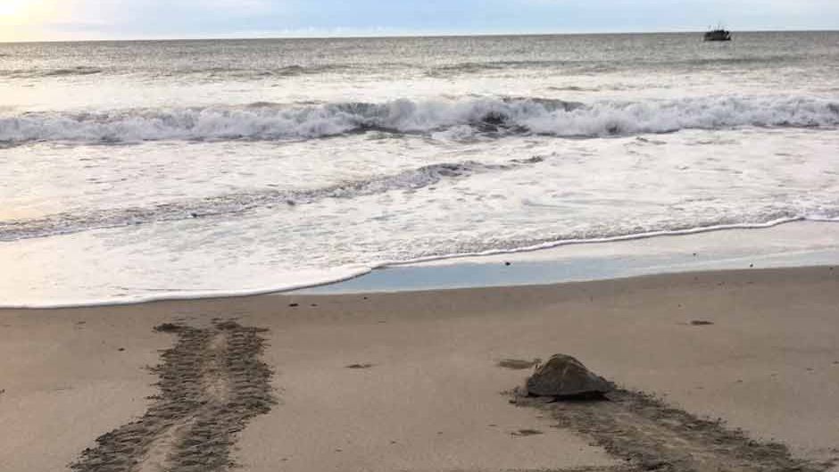 erfahrungsbericht-praktikum-costa-rica-artenschutz-strand-natucate