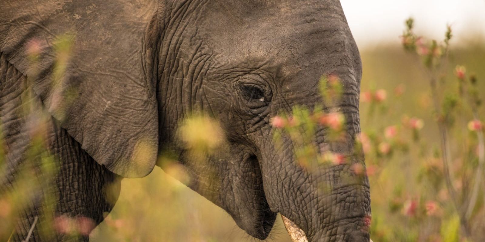 Nahaufnahme eines Elefanten, der in der Wildnis Sambias steht und frisst