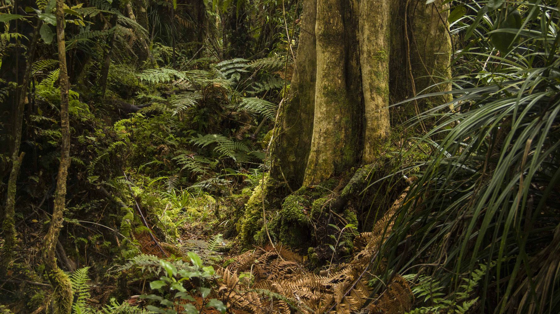 blog-ratgeber-neuseeland-kauri-coast-baum-natucate