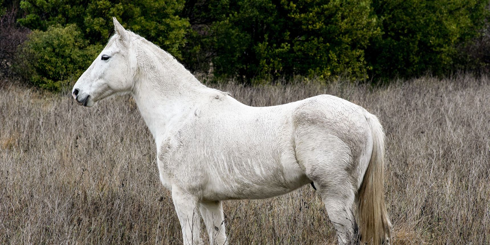 A single, wild Camargue horse (small domestic horse breed) with white coat (grey).