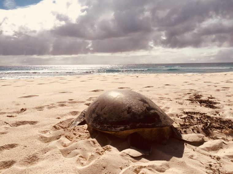 freiwilligenarbeit-seychellen-artenschutz-erfahrungsbericht-kundenfotos-natucate