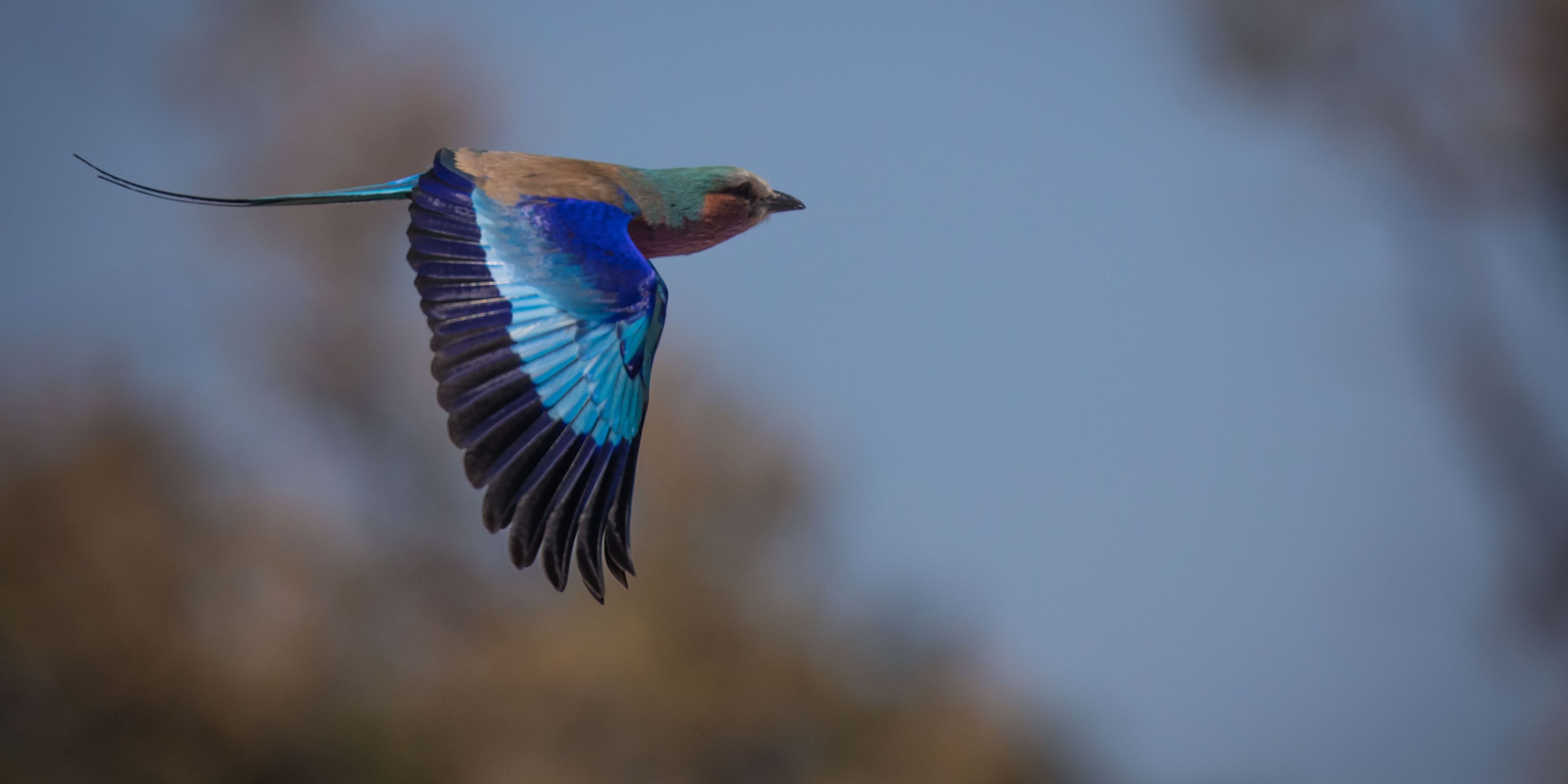 Vogelkunde anhand einer Gabelracke mit buntem Gefieder  im Flug
