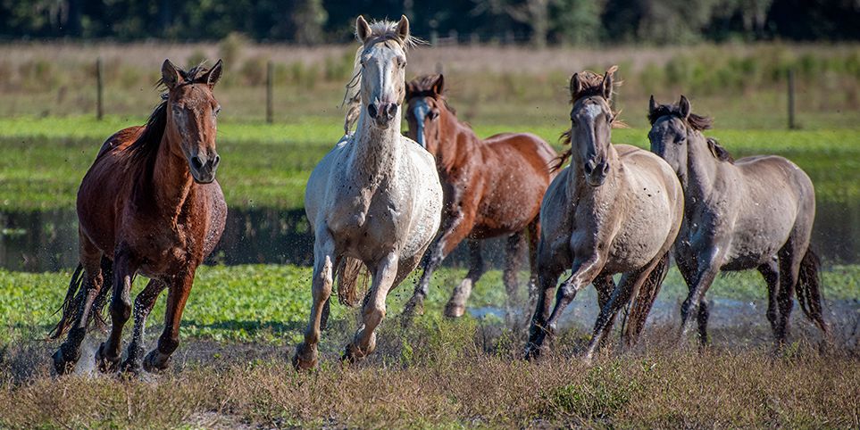 freiwilligenarbeit-usa-florida-tierschutz-mustangs-rennend-natucate