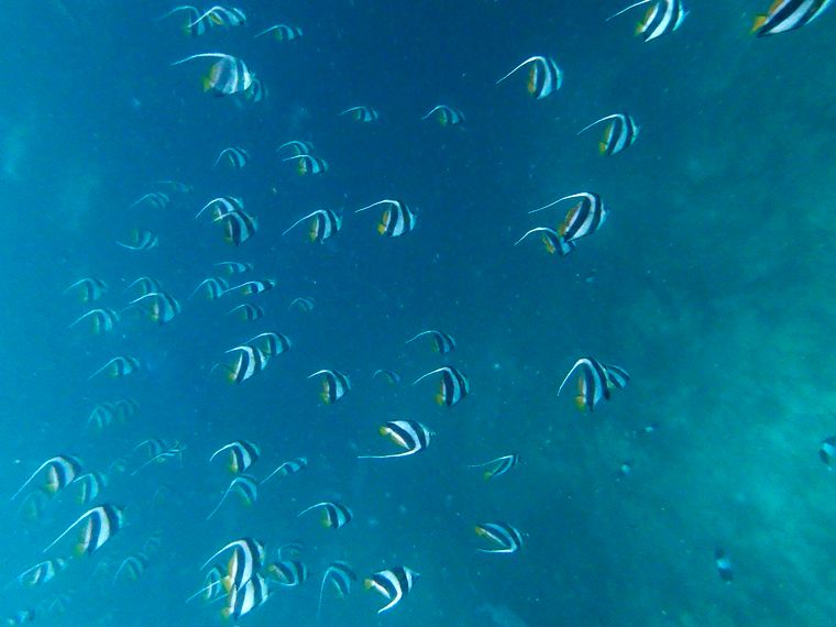 Naturguideausbildung: Ein Schwarm von Scherenschwanz-Sergeant-Fischen auf den Seychellen