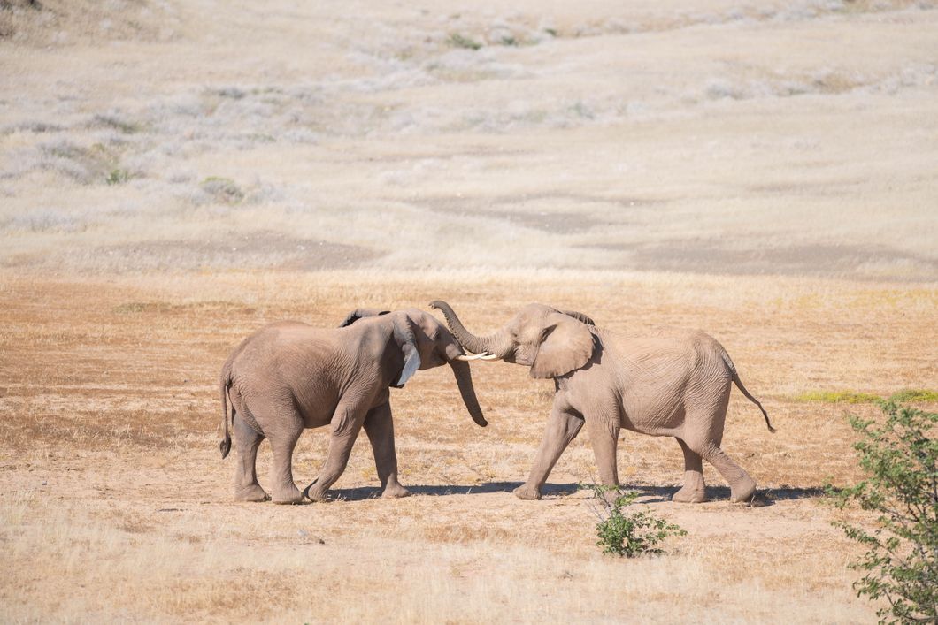 Two elephants greet each other