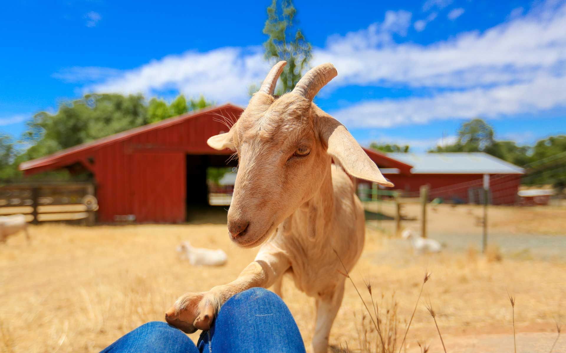Volunteer Abroad with Animals Animal Welfare Natucate