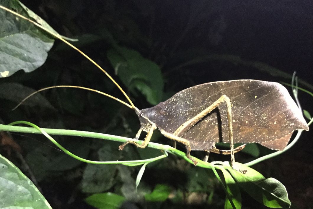 Ein Insekt auf einem Blatt bei der Insektenkunde eines Rangerkurses