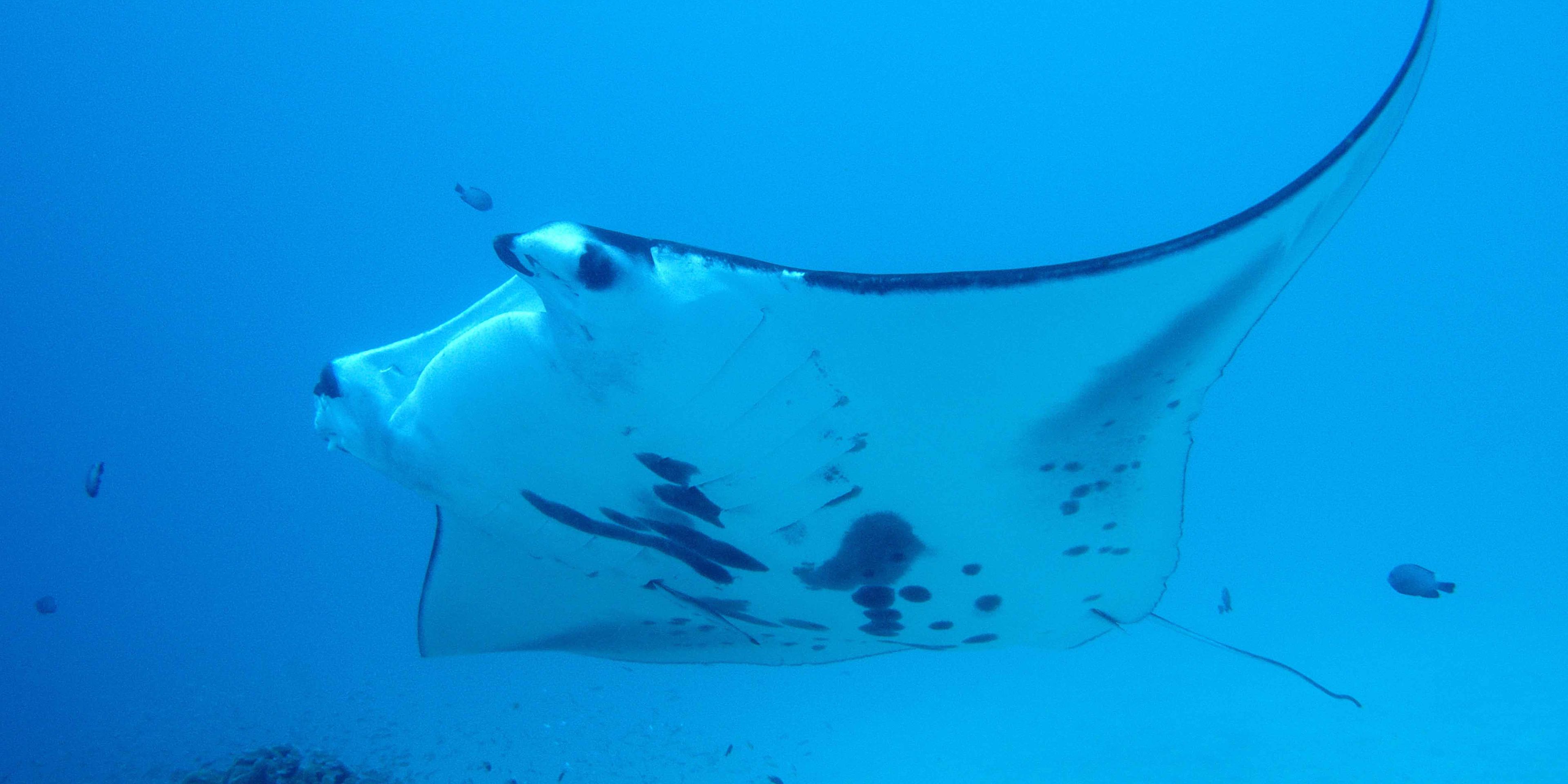 Ein Mantarochen an einer Putzerstation im Korallendreieck.