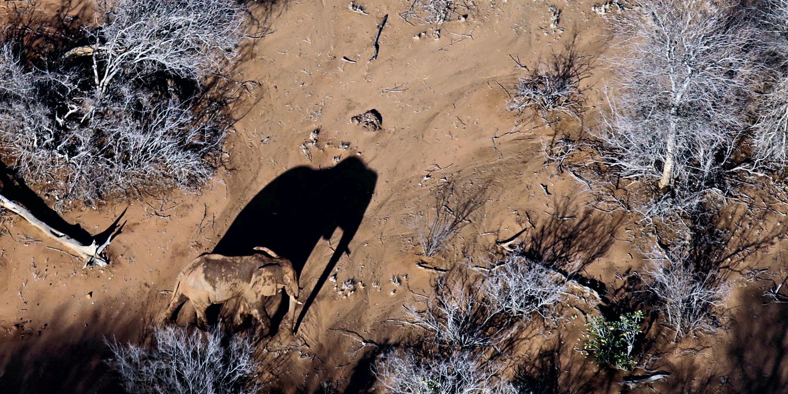 A single African elephant is viewed from a bird's eye view. He walks across the sandy ground