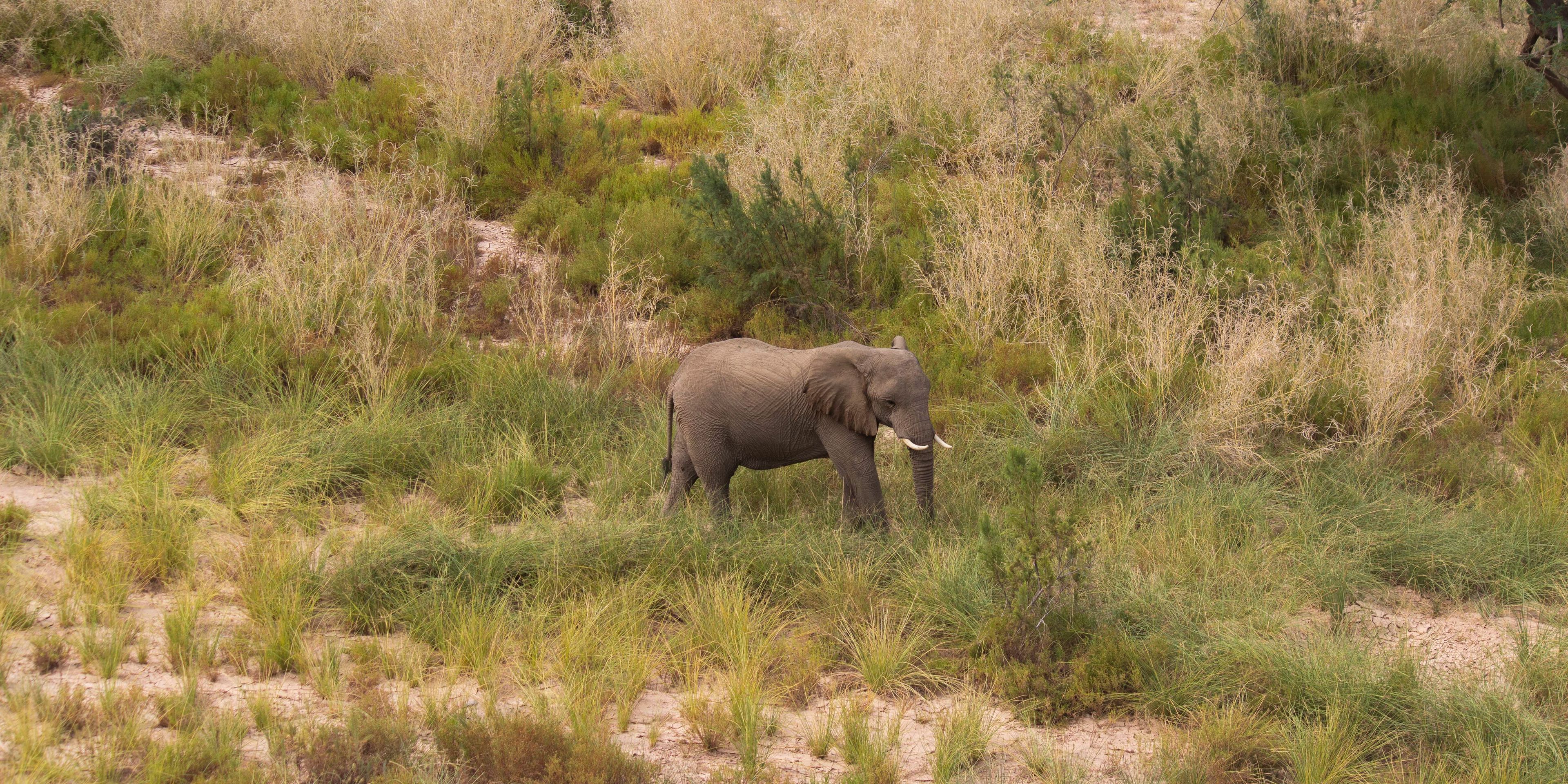 Elefant in der Graslandschaft
