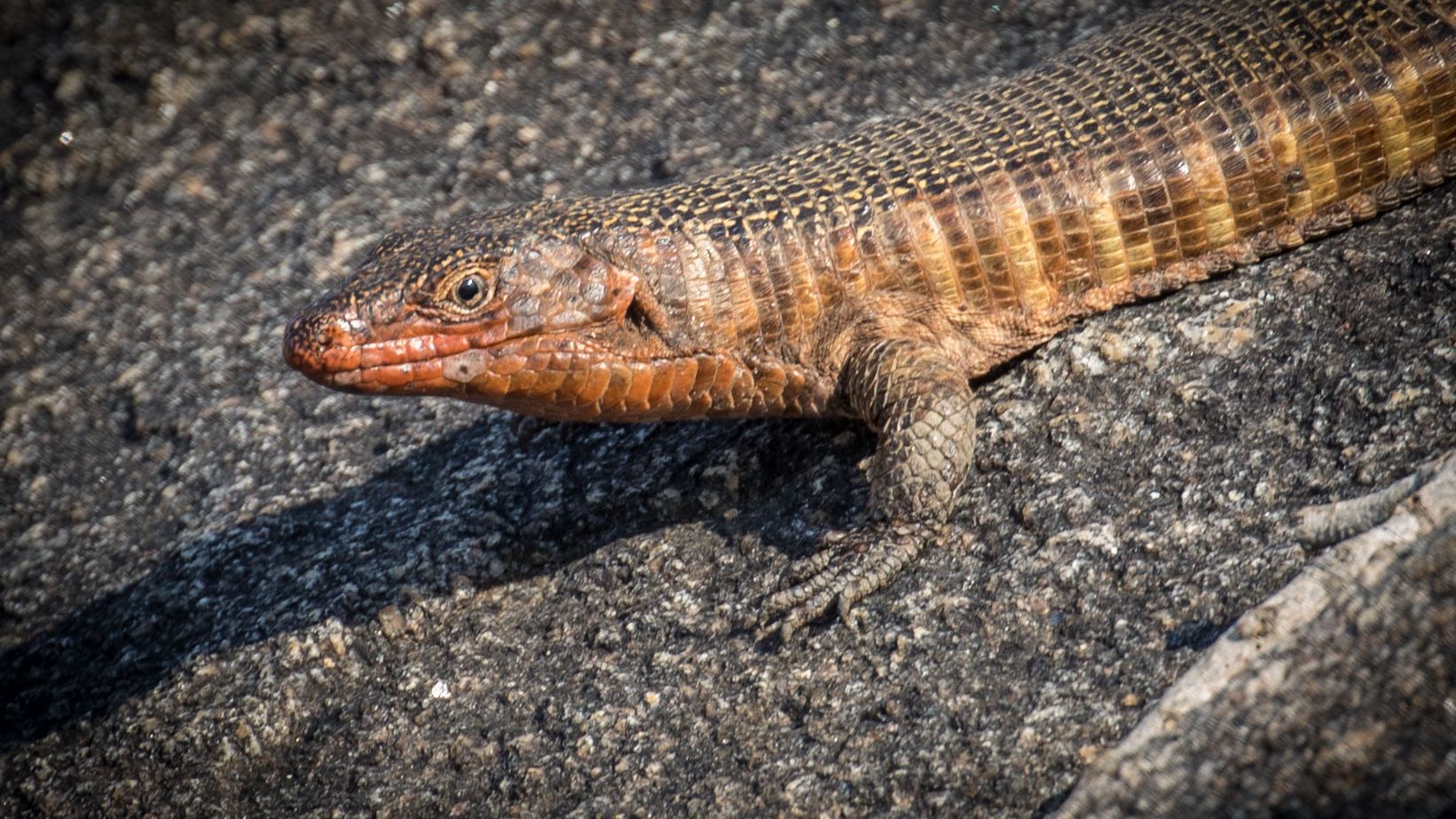 Naturguideausbildung: Eine braune Echse auf einem Stein