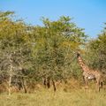 natucate-pwe-tanzania-usangu-bush-giraffe