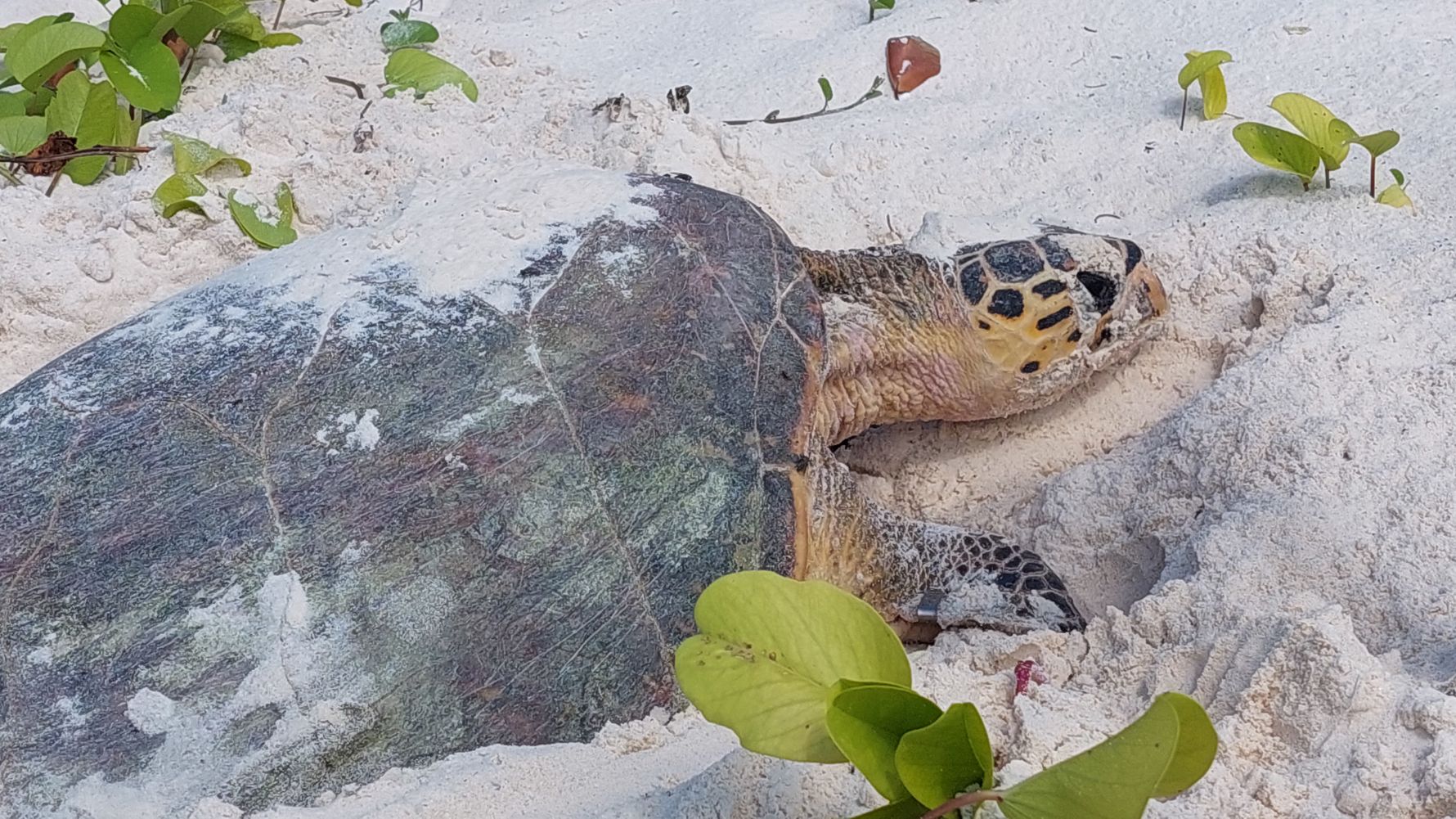 natucate-erfahrungsbericht-seychellen-north-island-sybille-schildkrote-land