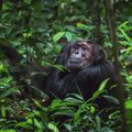 uganda-kibale-national-park-schimpanse