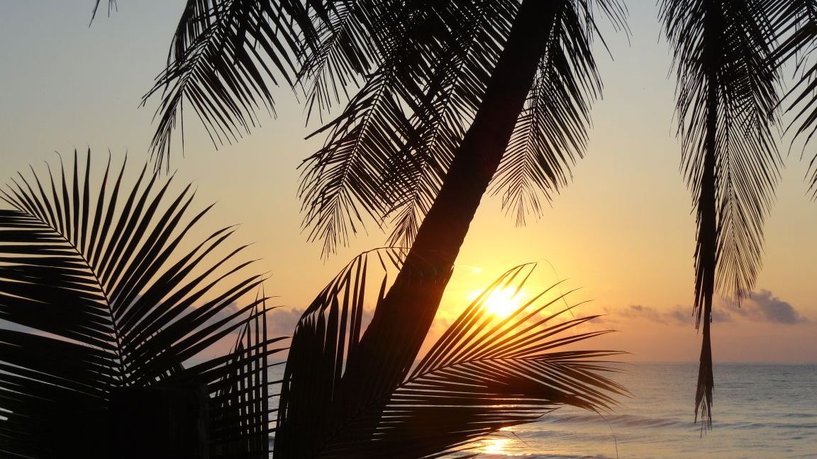 erfahrunsgbericht-costa-rica-praktikum-kundenfotos-artenschutz-palmen-natucate