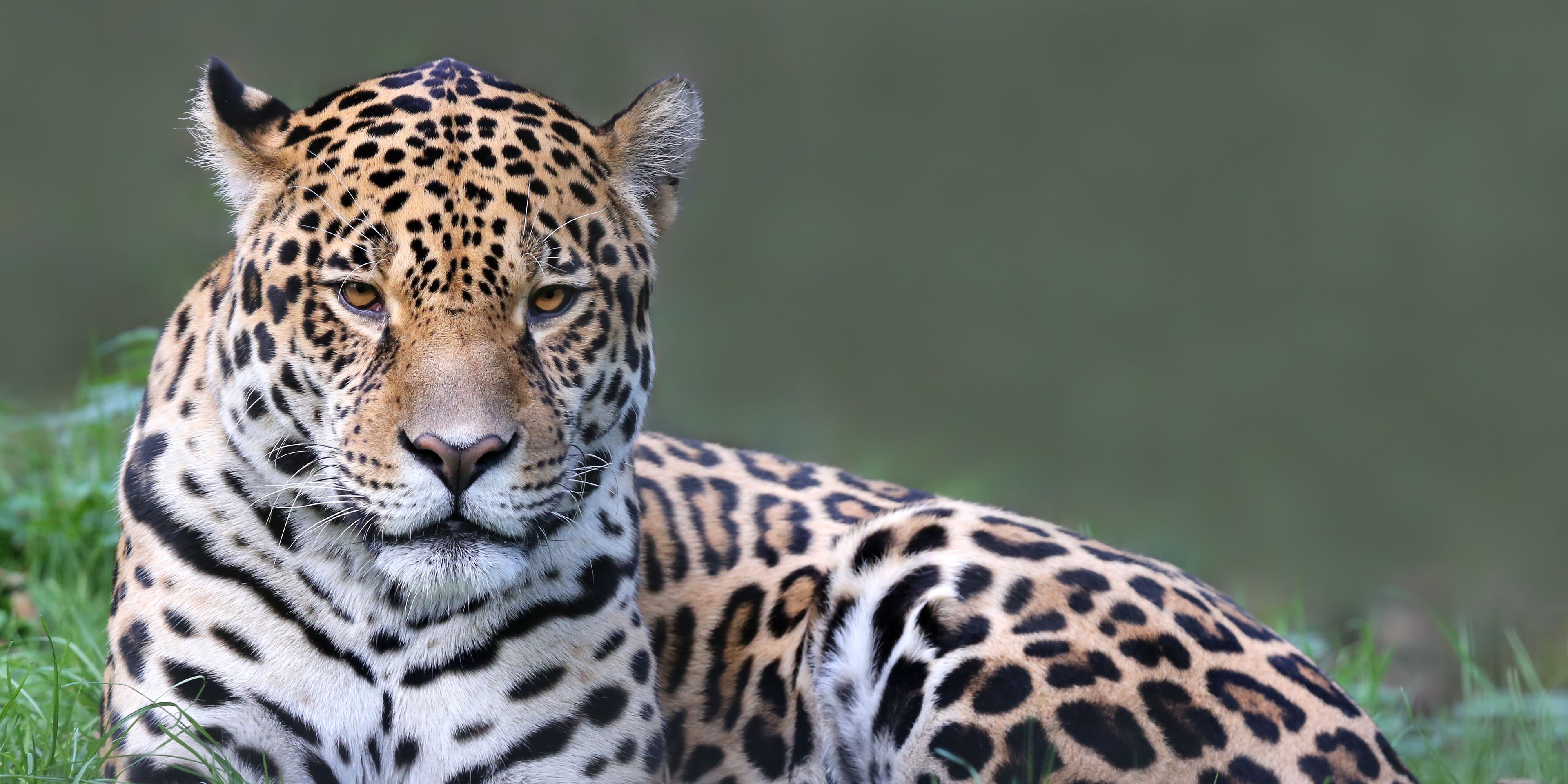 reisen-freiwilligendienst-guatemala-wildtierschutz-jaguar