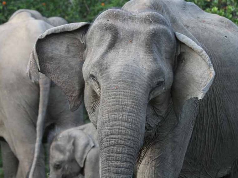unterschied-asiatischer-afrikanischer-elefant-naturwissen