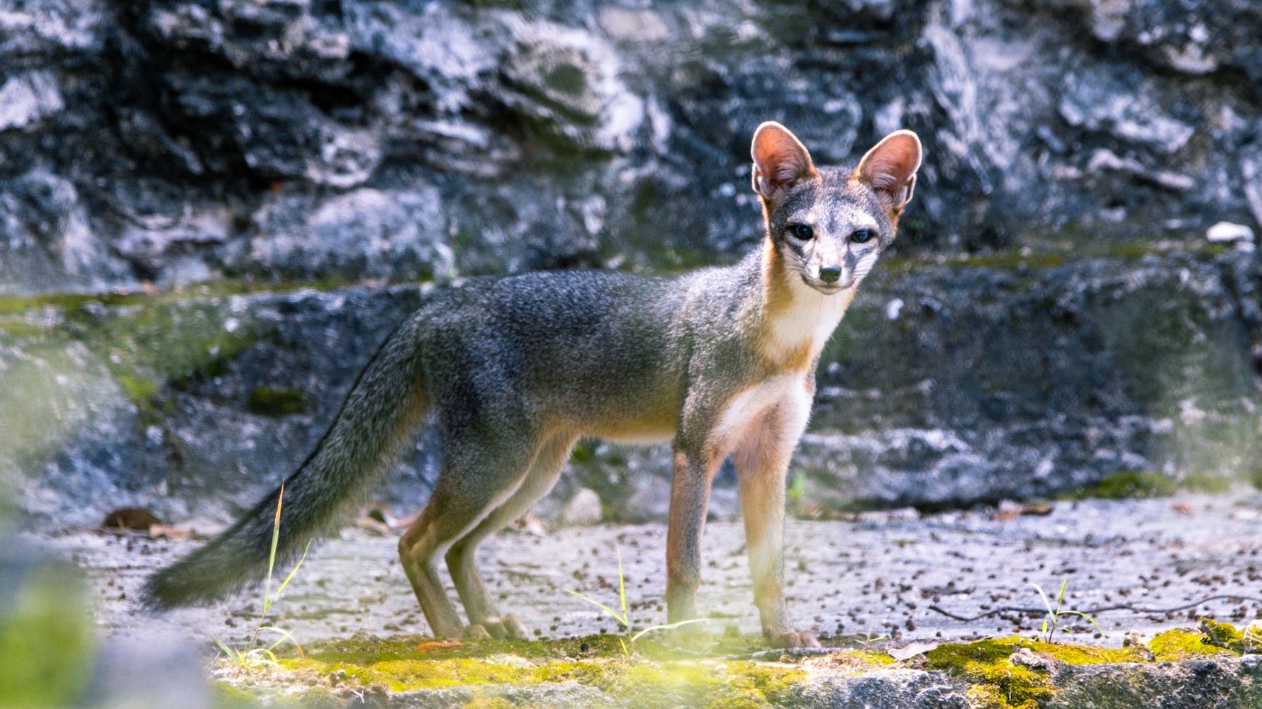 Grey Fox standing in the wild