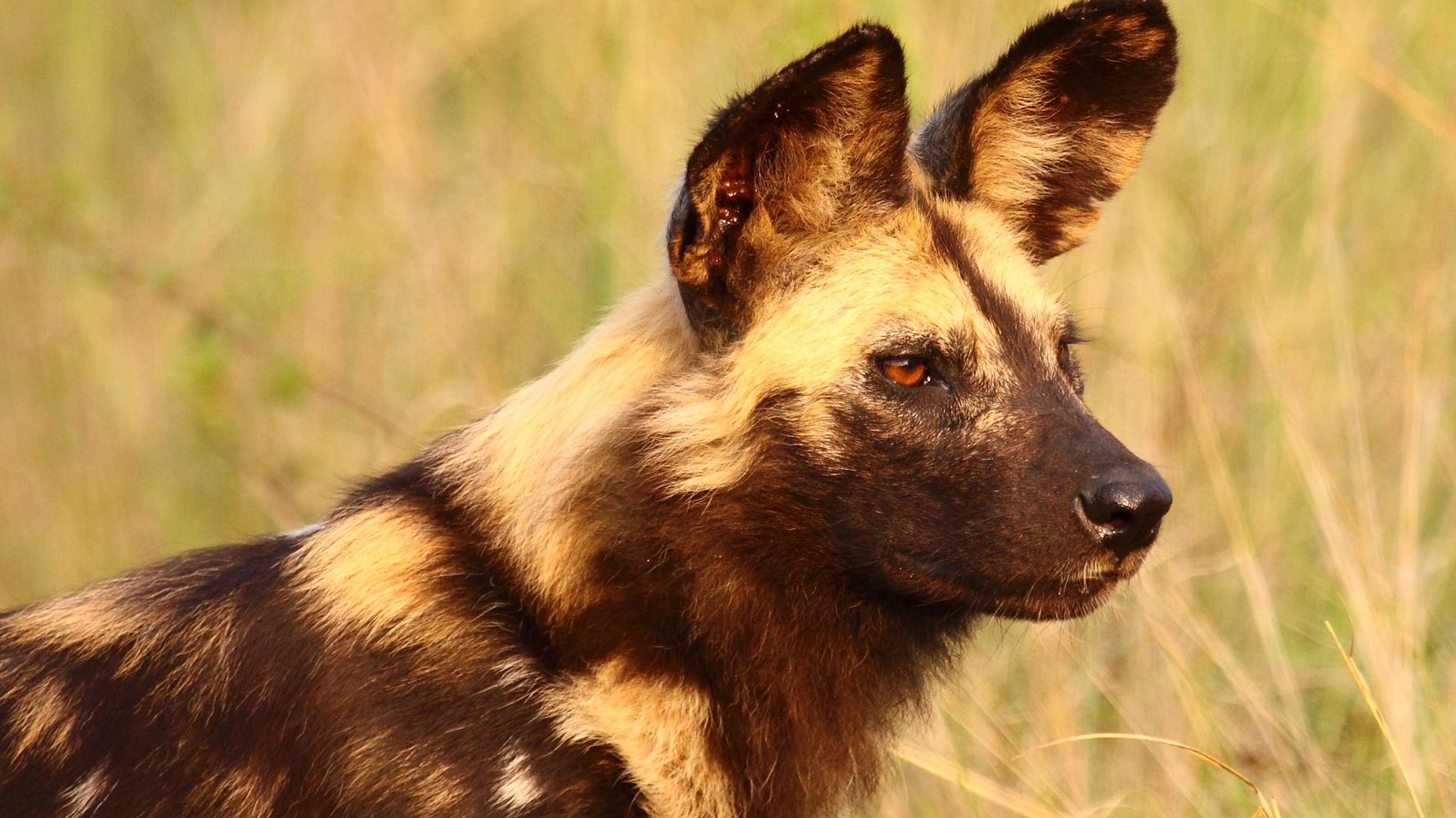 Freiwilligenarbeit in Afrika im Tierschutz: Wildhund im Suedafrika