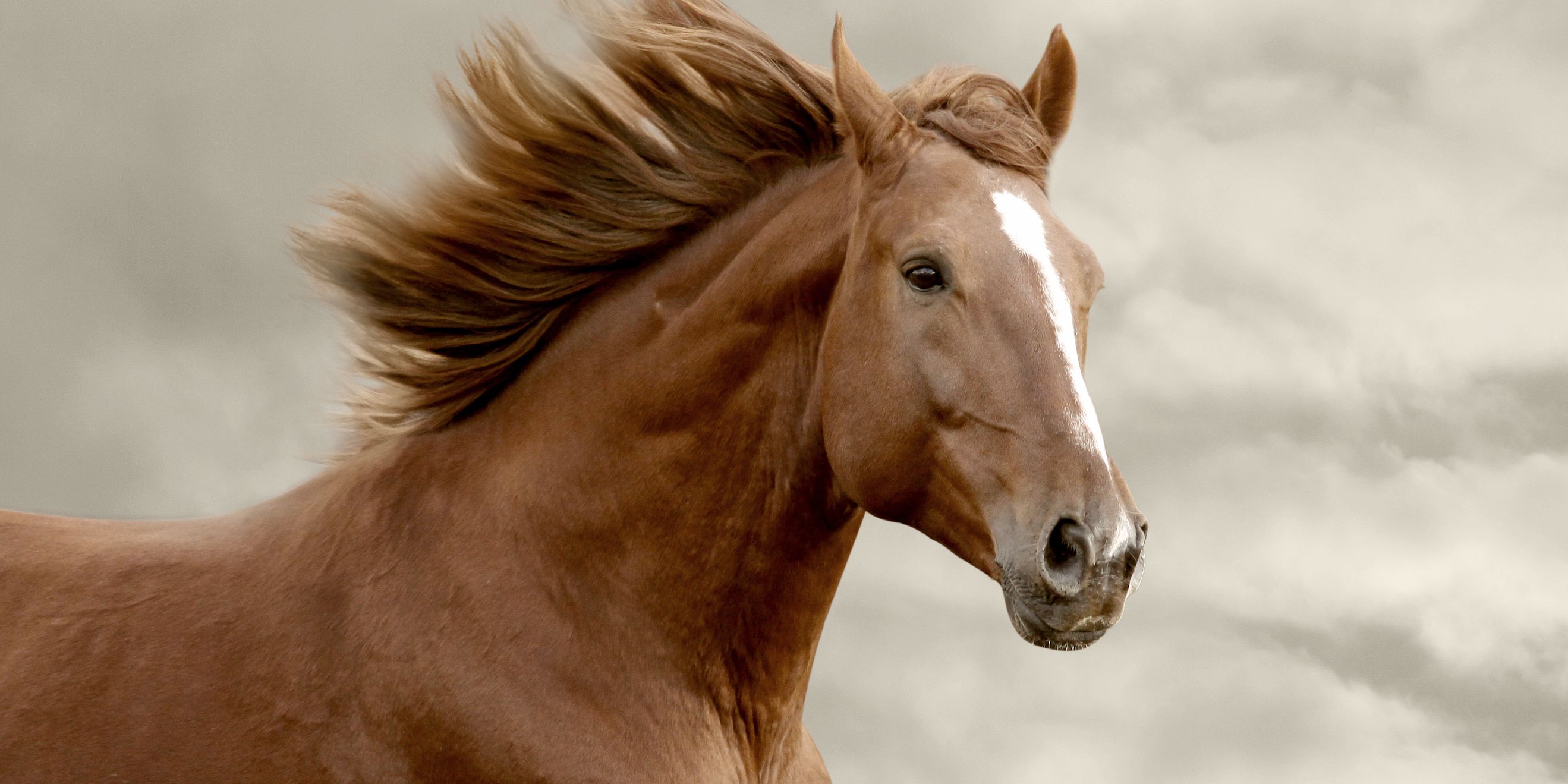 Freiwilligenarbeit in Nordamerika: Ein hellbrauner Mustang in den USA im Galopp