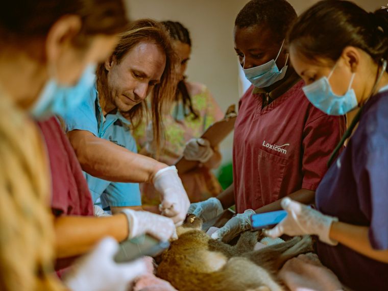 natucate-internship-malawi-wildlife-health-check