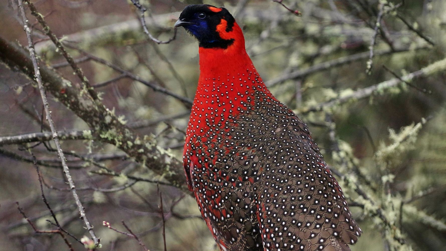 natucate-blog-wissen-nepa-himalaya-vogelbeobachtung-satyrtragopan