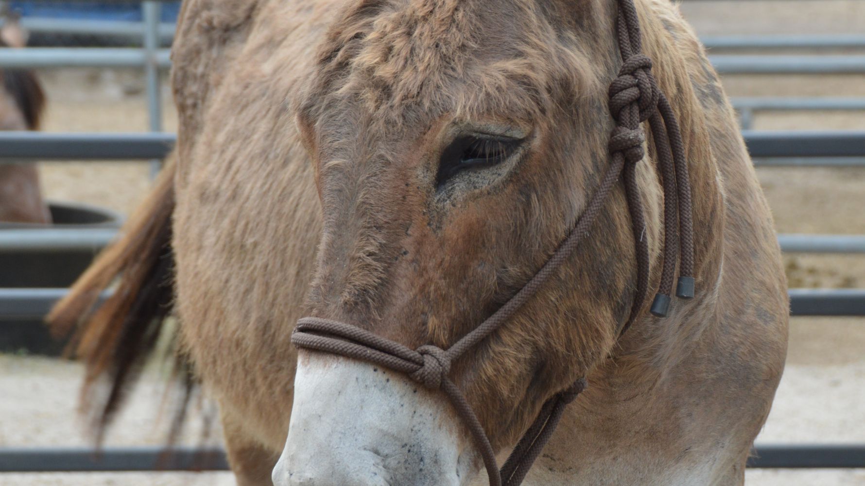 Volunteering in Florida: Ein Maulesel im Stall