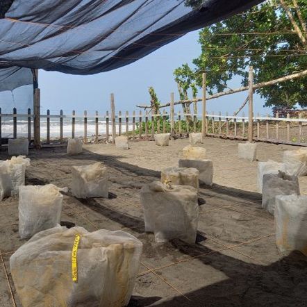 Die Brutstation auf dem Sandstrand im Costa Rica Meeresschildkrötenprojekt ist im Schatten und hat eine Aussicht aufs Meer.