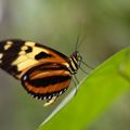 natucate-country-information-panama-butterfly-el-valle-de-anton
