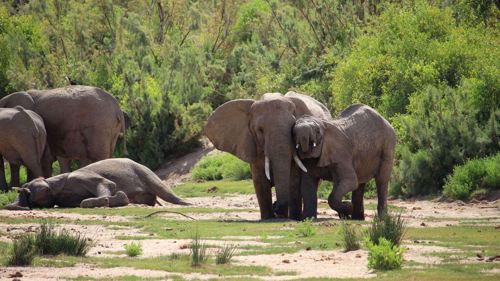 erfahrungsberichte-freiwilligenarbeit-namibia-elefanten-sabrina-elefanten-natucate