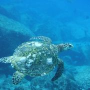 erfahrungsberichte-freiwilligenarebit-seychellen-north-island-romy-schildkroete
