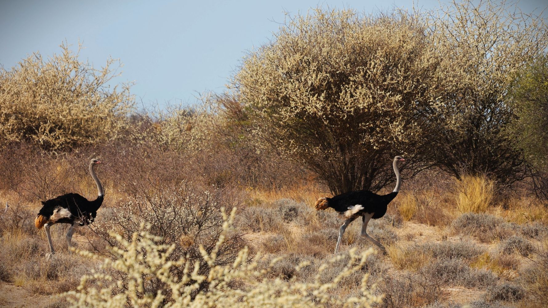 natucate-blog-review-james-kalahari-emu