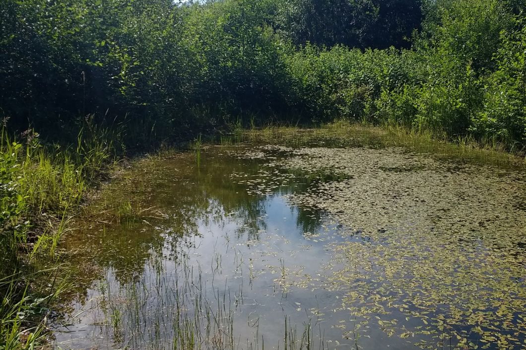 Sumpfgebiet in Estlands Region Haanja